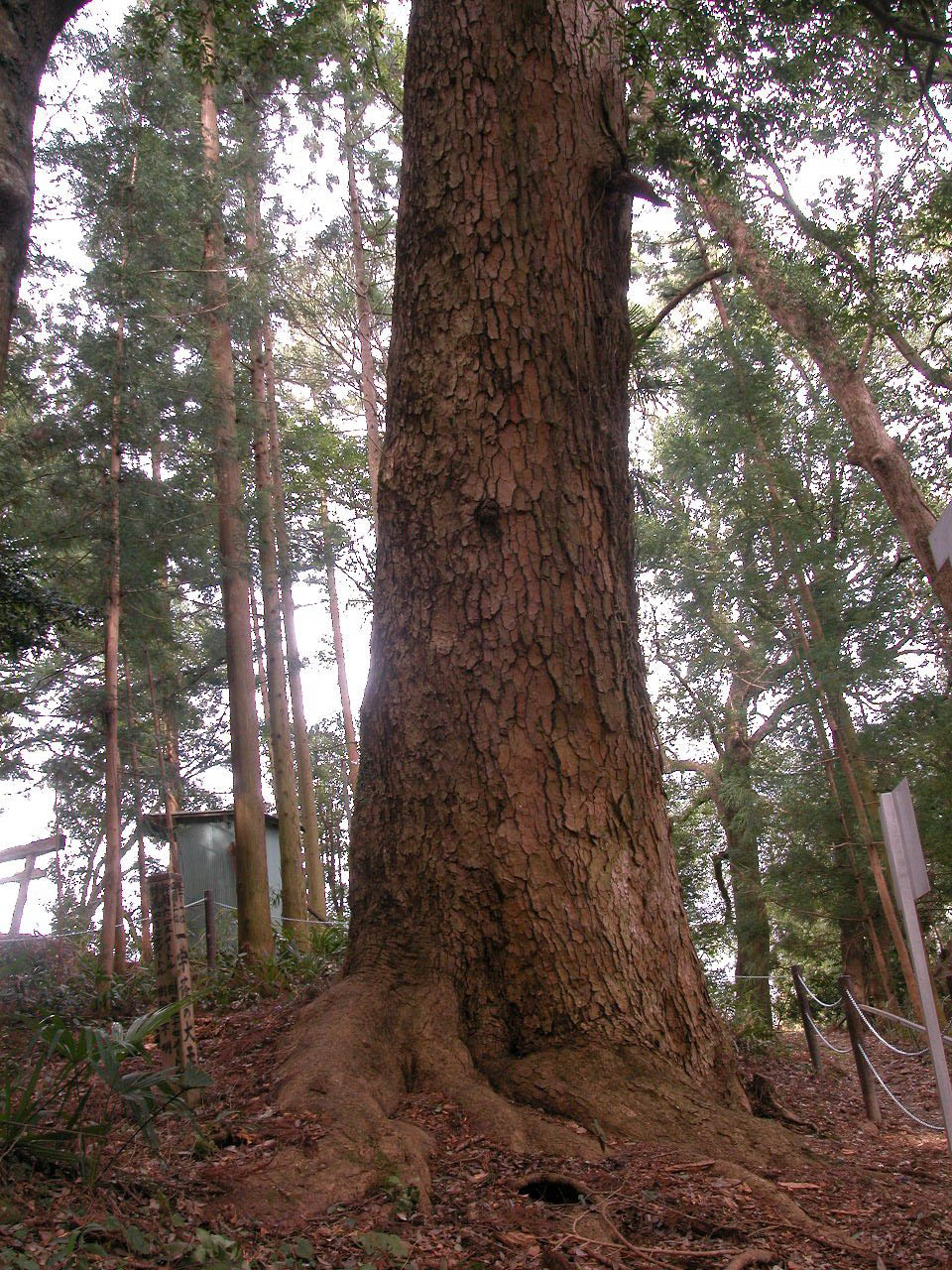 白山神社のモミ