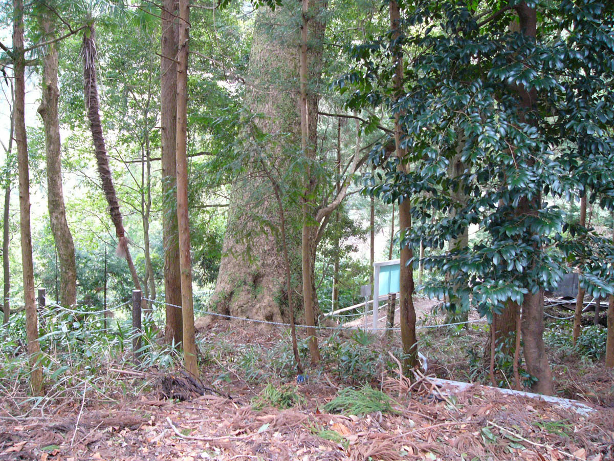 白山神社の大樅