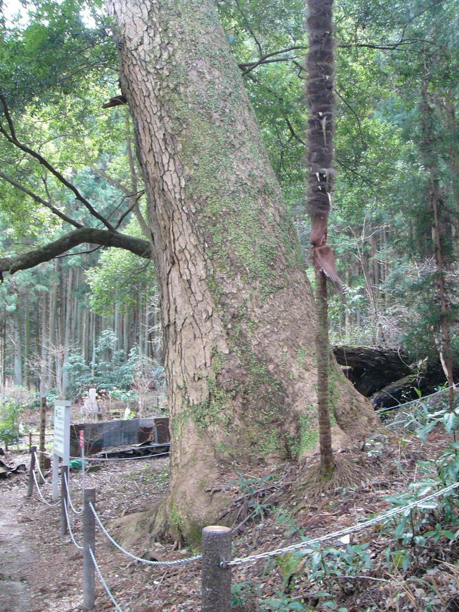 白山神社のモミ