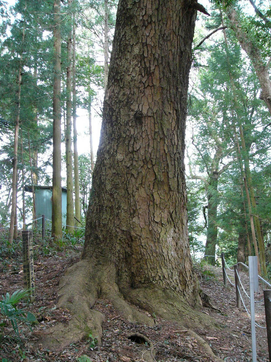 白山神社の樅