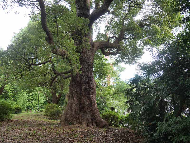 芝公園のクス