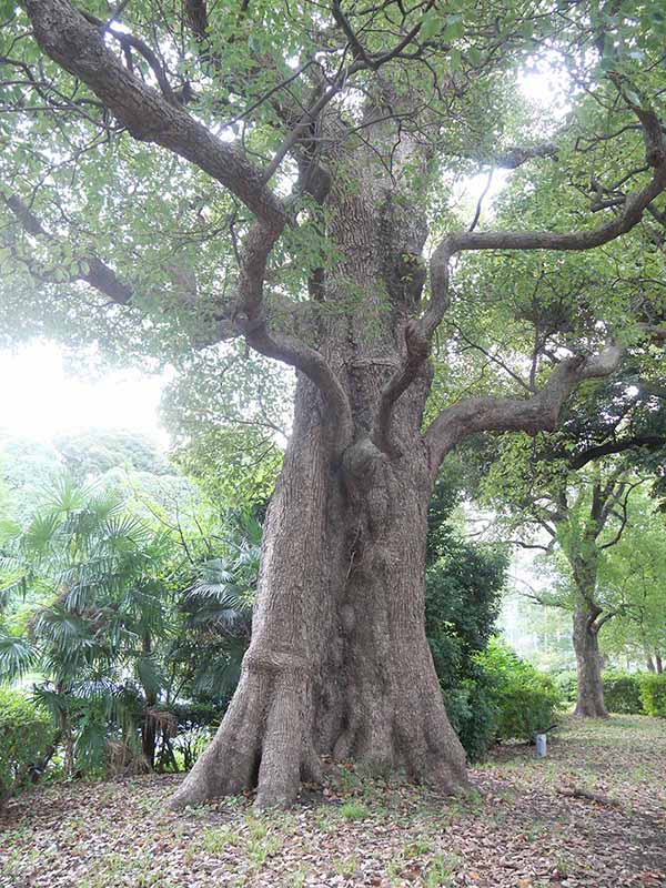 芝公園のクス