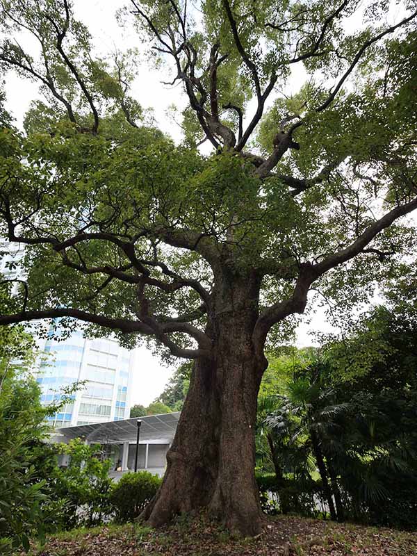 芝公園のクス