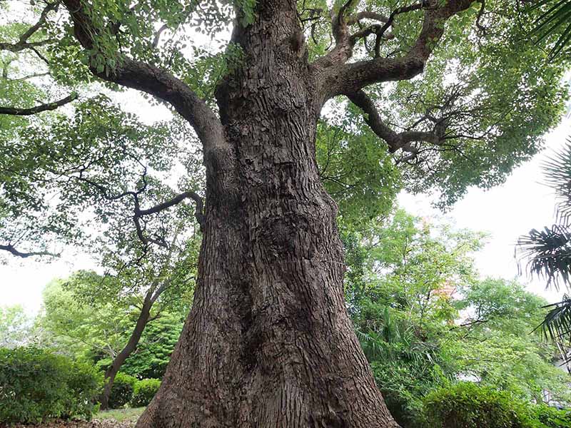 芝公園のクス