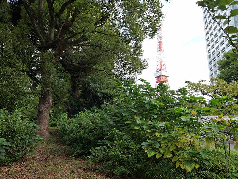 芝公園のクス