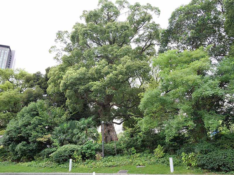 芝公園のクス