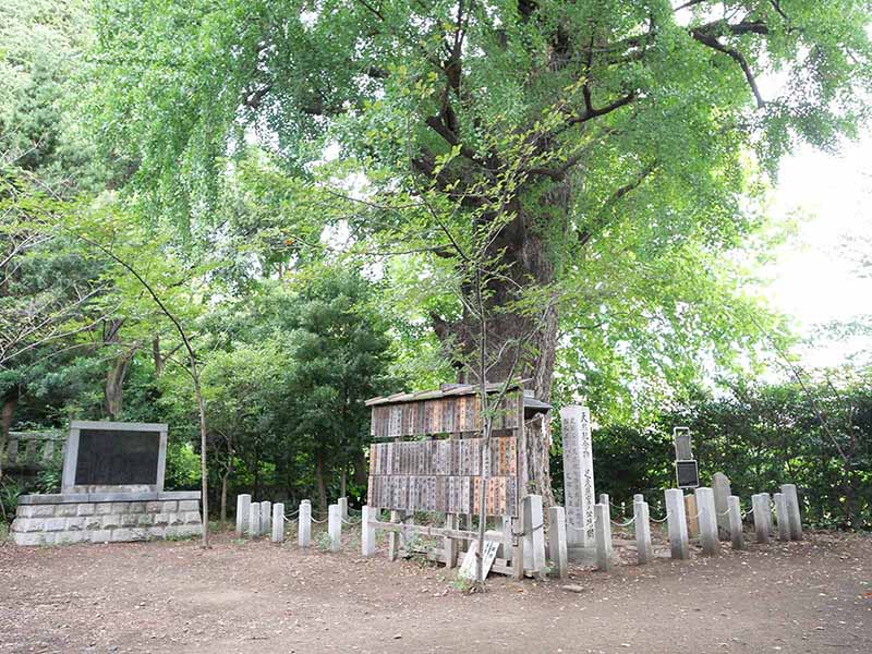 芝東照宮のイチョウ