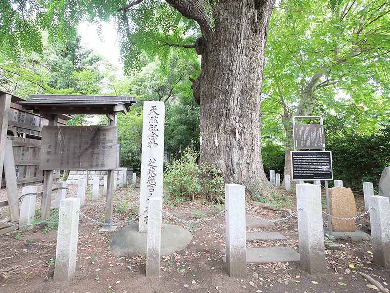 芝東照宮のイチョウ