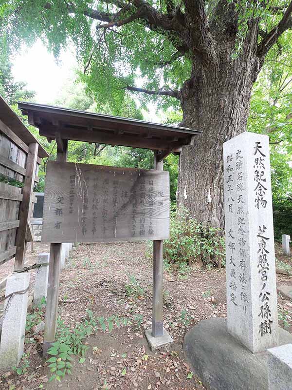 芝東照宮のイチョウ