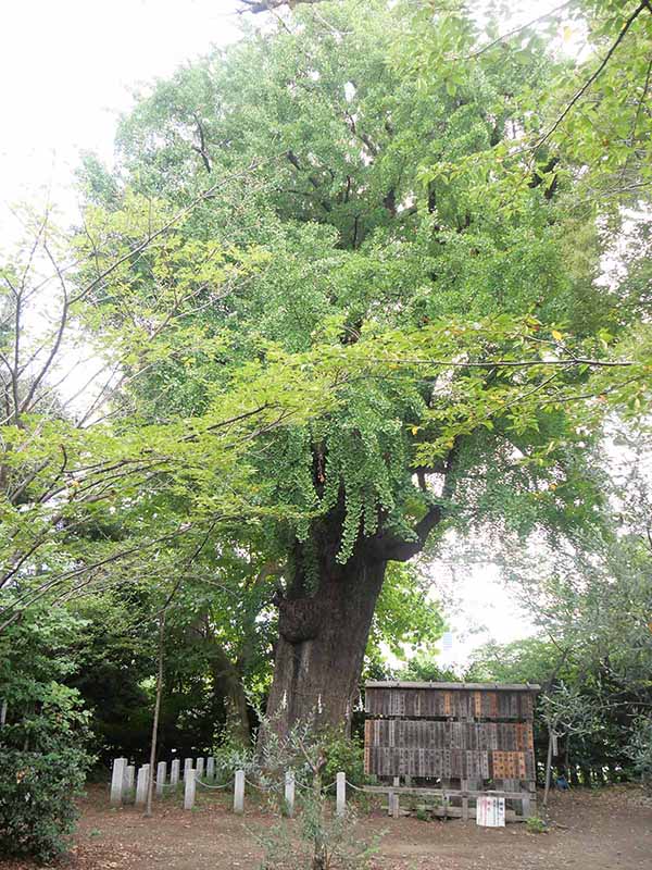 芝東照宮のイチョウ