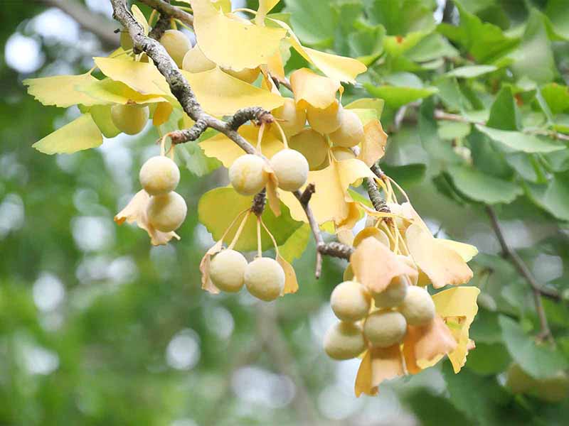 芝東照宮のイチョウ