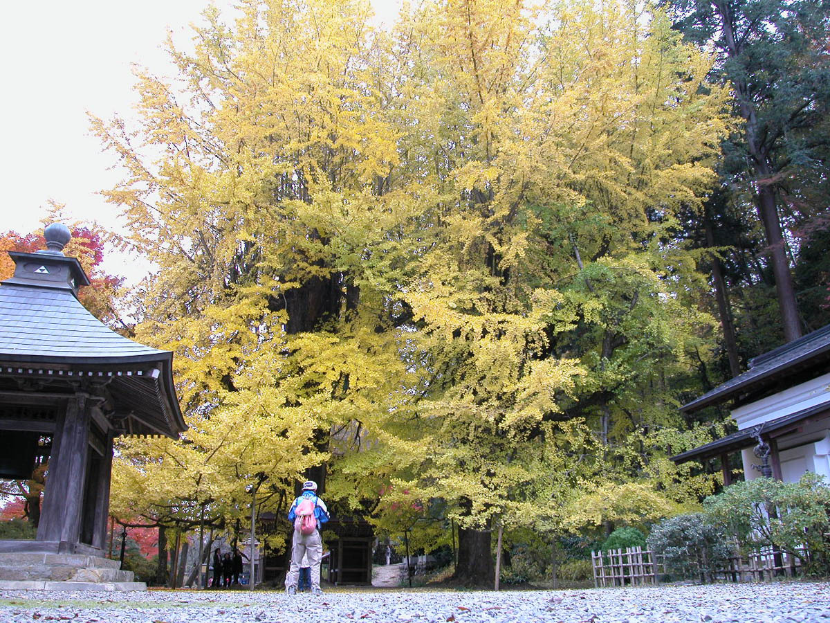 広徳寺のイチョウ