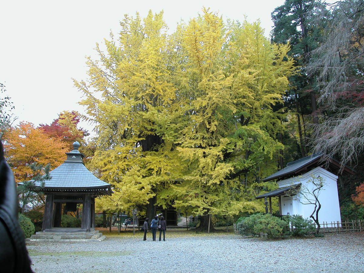 広徳寺のイチョウ