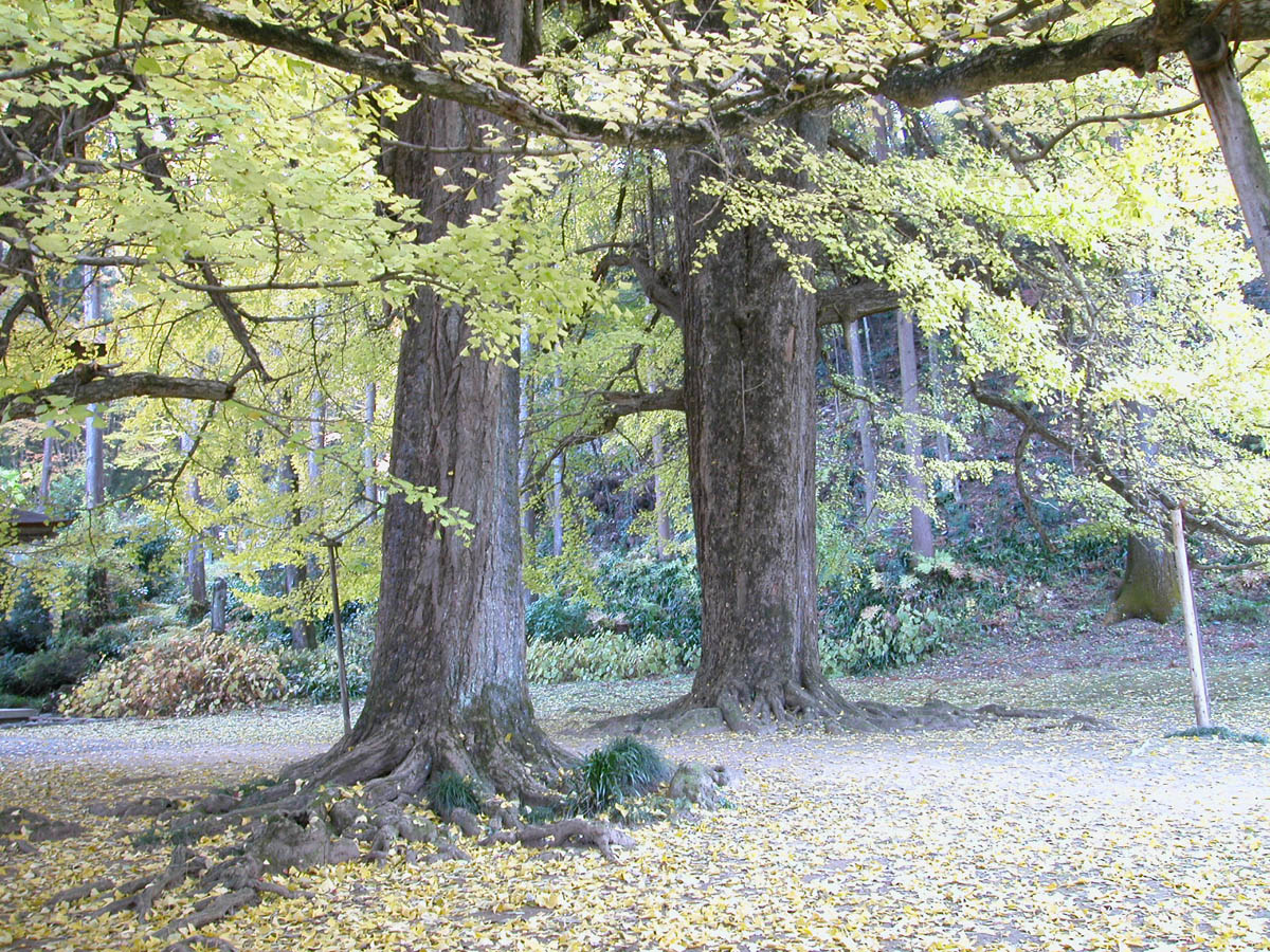 広徳寺のイチョウ