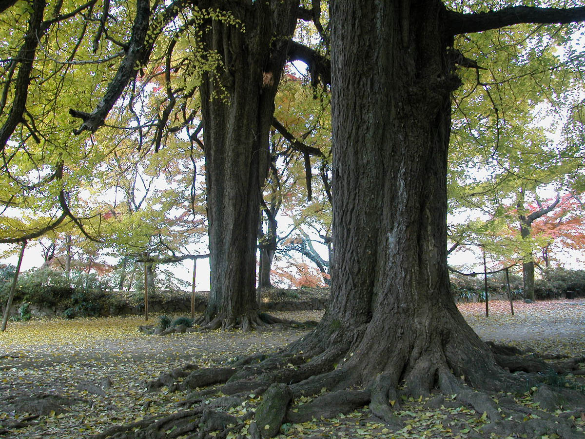 広徳寺のイチョウ