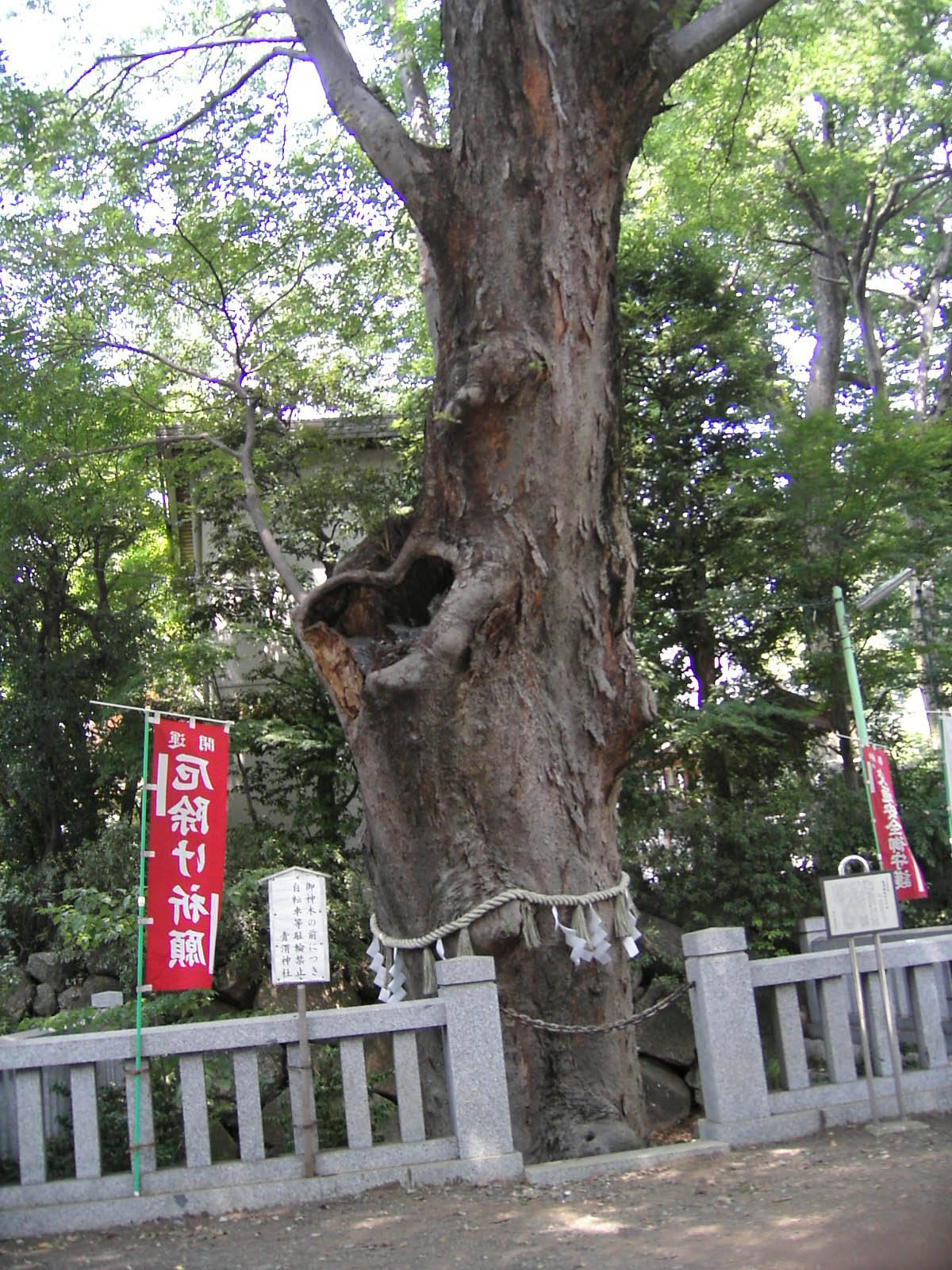 青渭神社のケヤキ