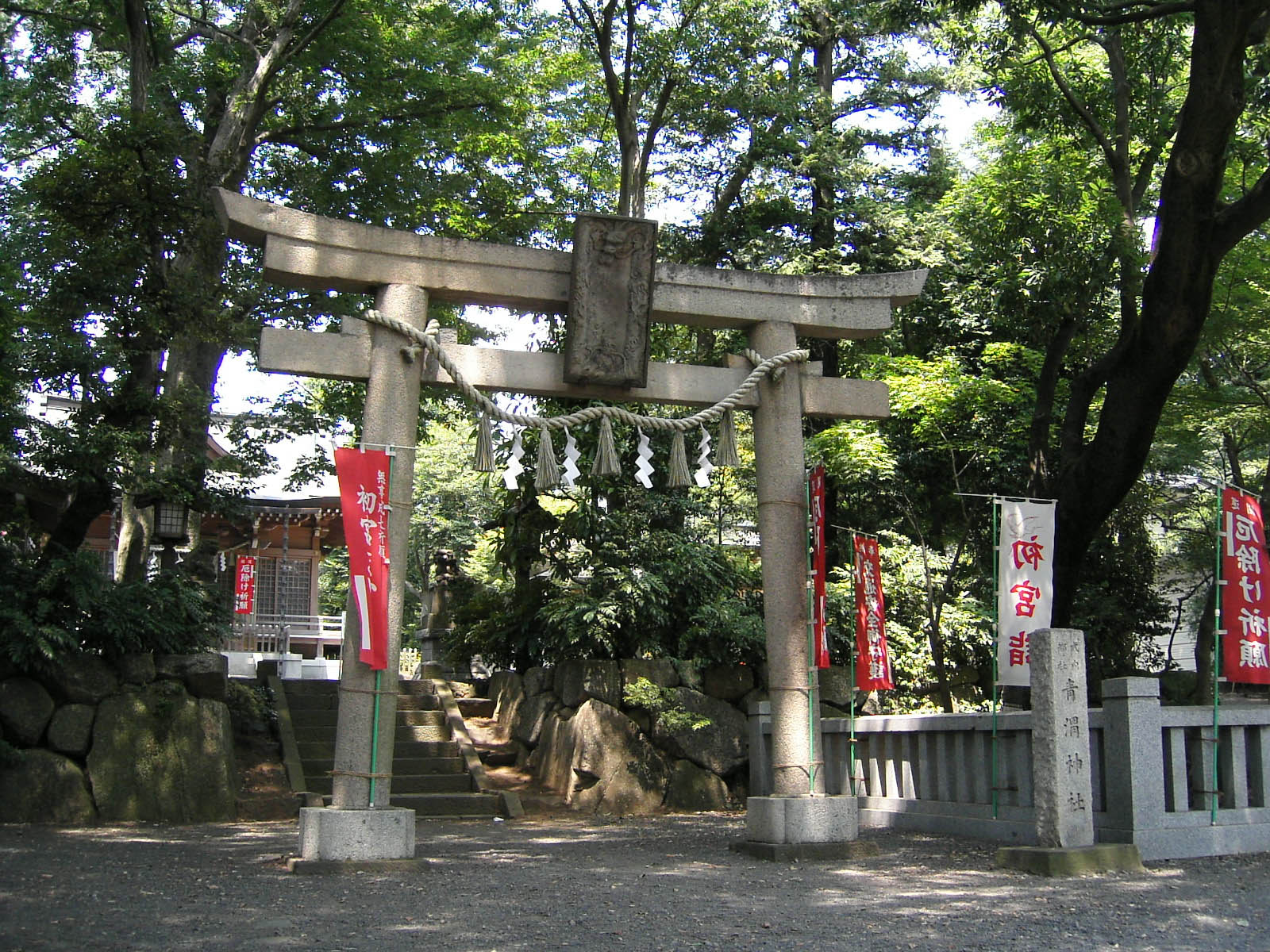 青渭神社の大ケヤキ