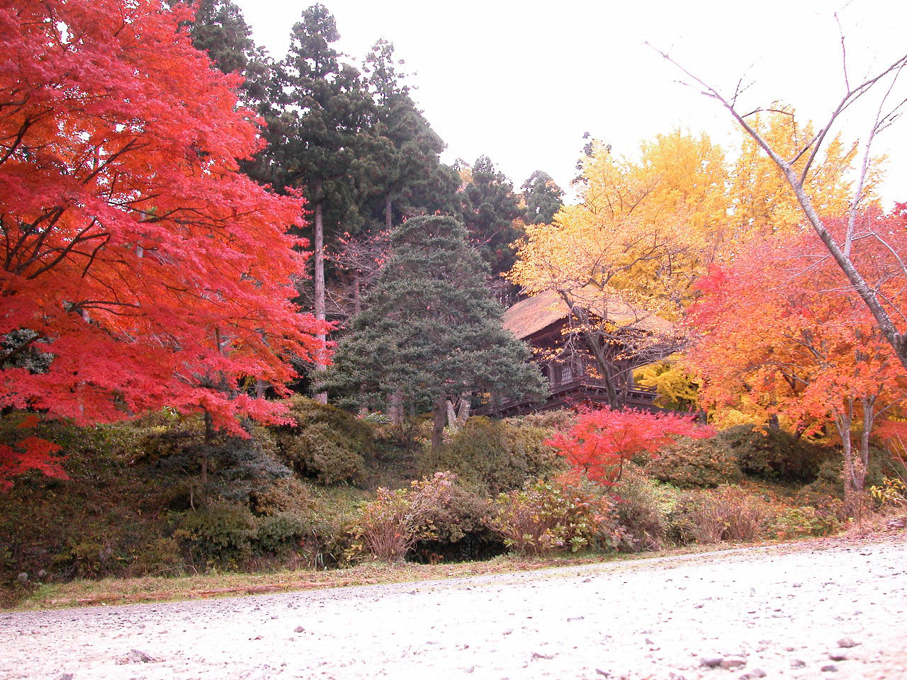 広徳寺のタラヨウ