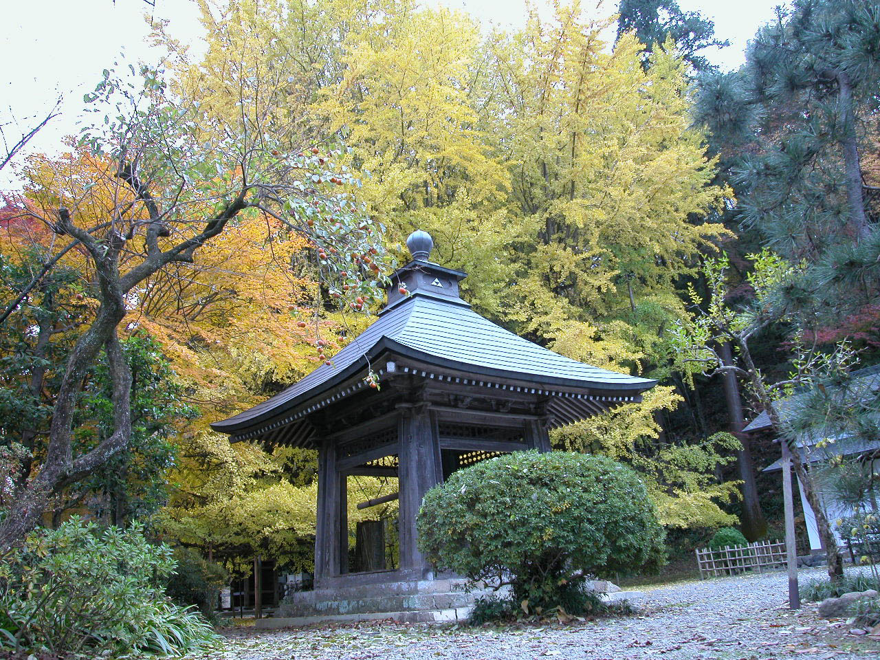 広徳寺のタラヨウ