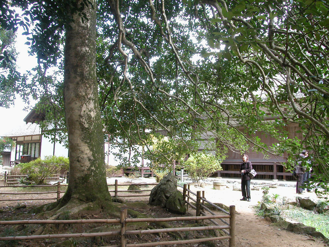 広徳寺のタラヨウ