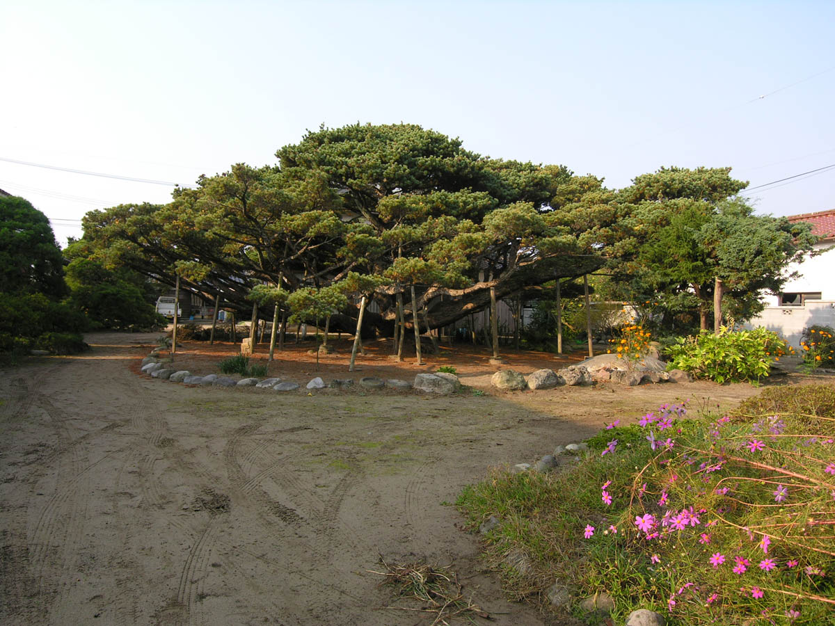 渡町西東のゴヨウマツ