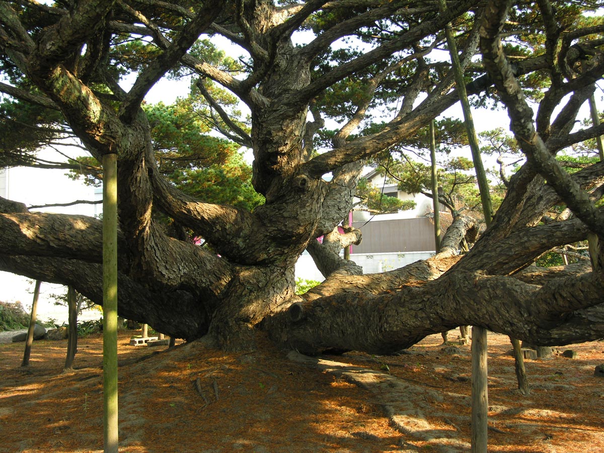 渡町西東の五葉松