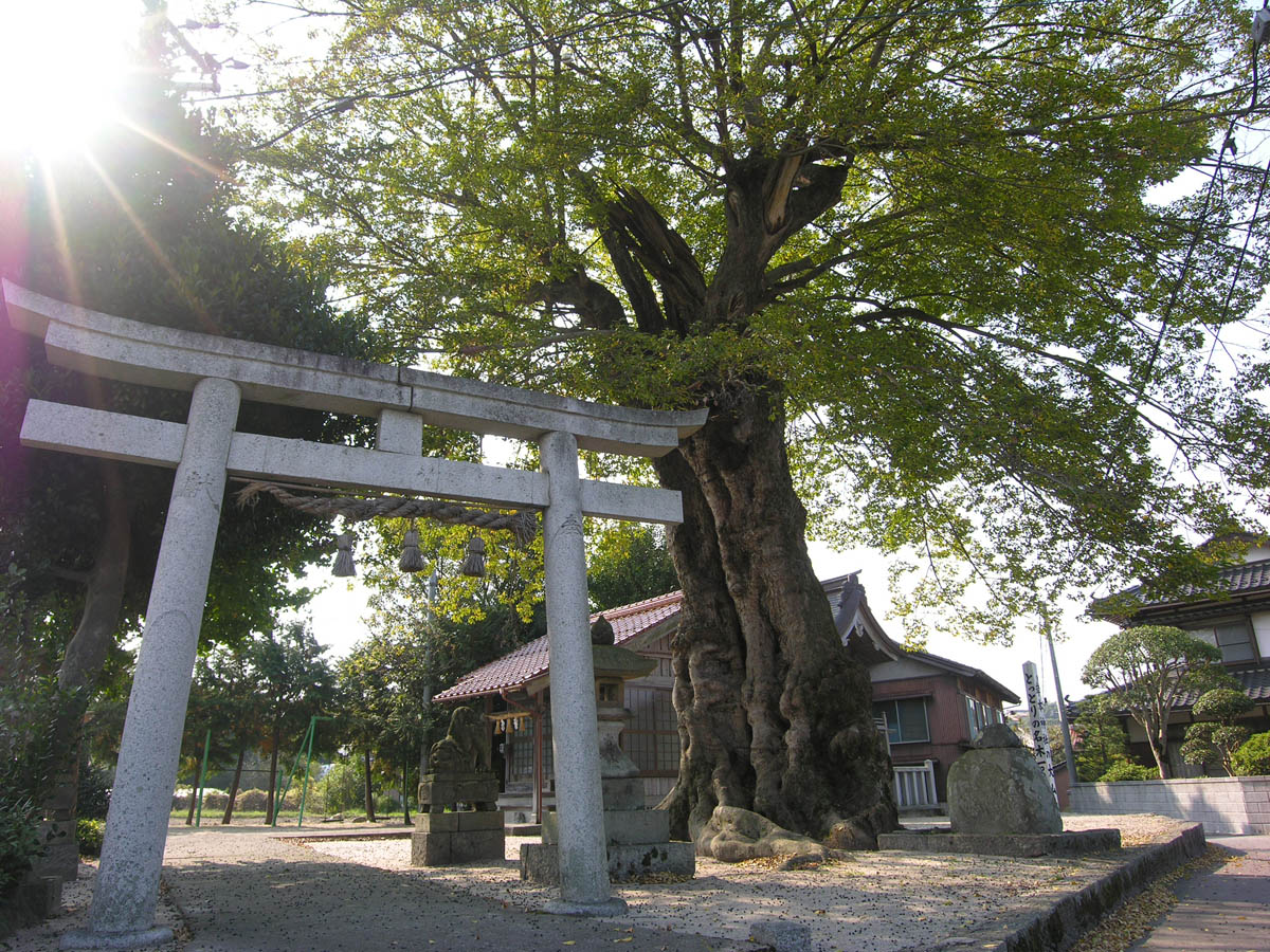 岸本神社のムクノキ