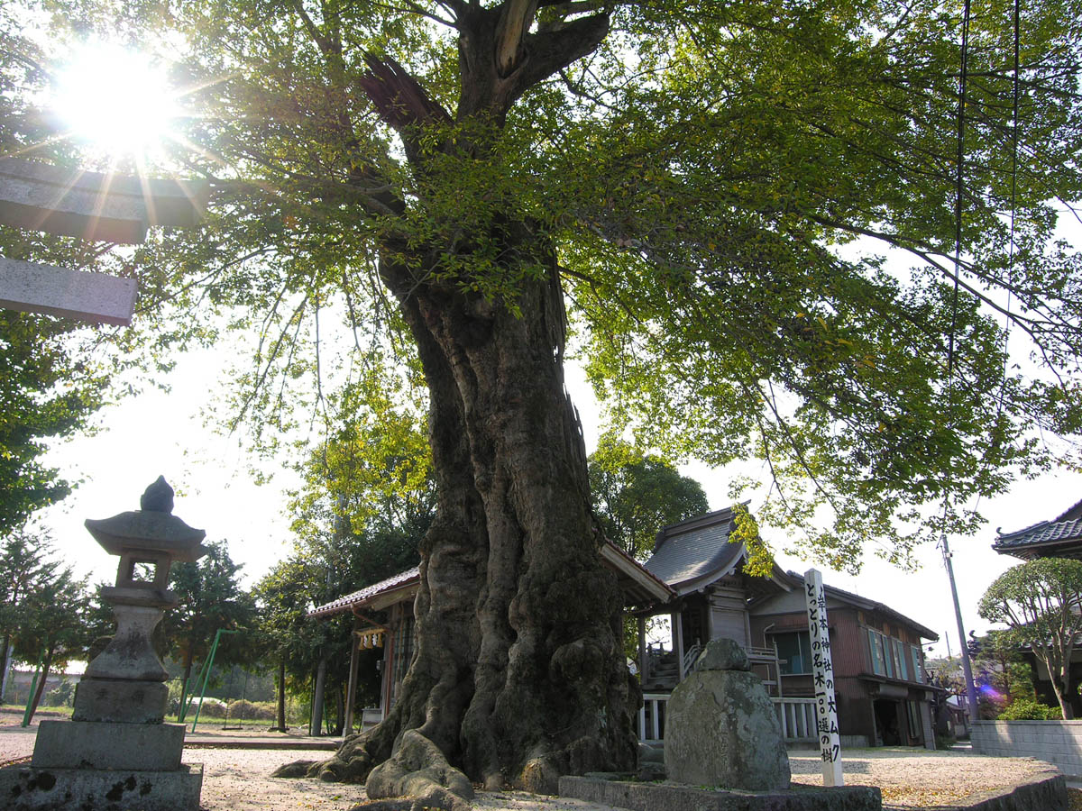 岸本神社のムクノキ