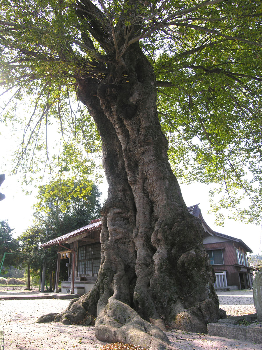 岸本神社のムクノキ