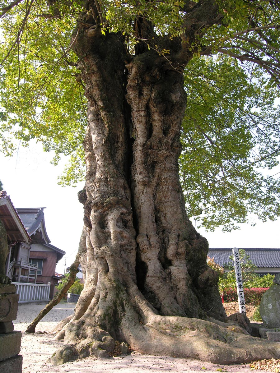 岸本神社のムクノキ