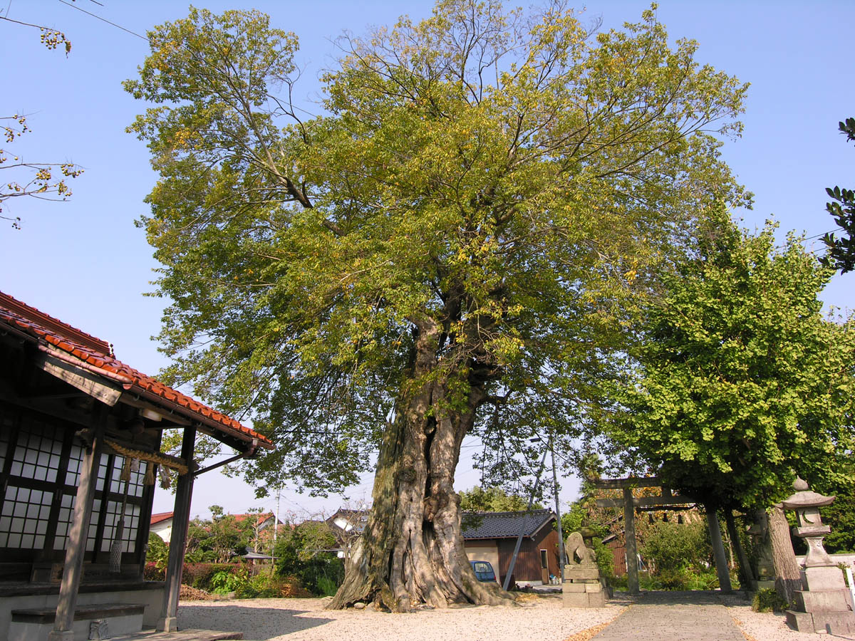 岸本神社のムクノキ