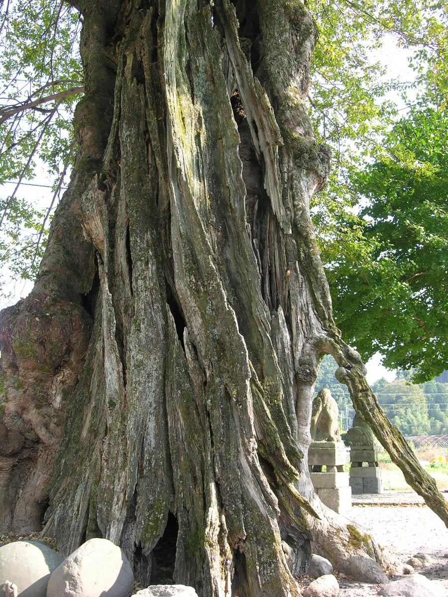 岸本神社のムクノキ