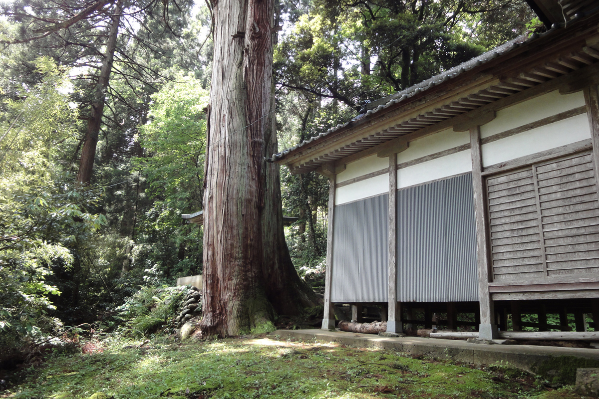 五柱社の大杉 