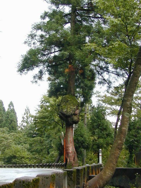 脇谷のこぶ付きスギ