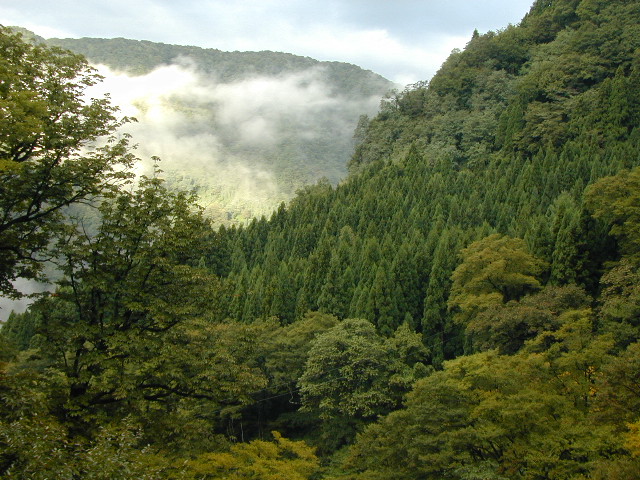 こぶ付きt杉