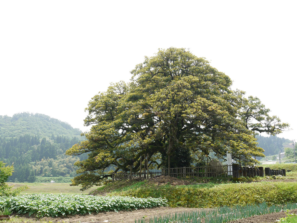 長坂の大イヌグス