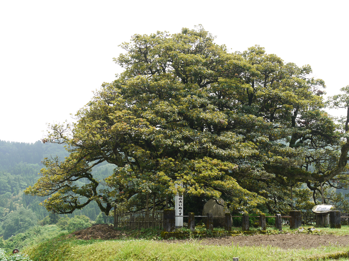 長坂の大イヌグス