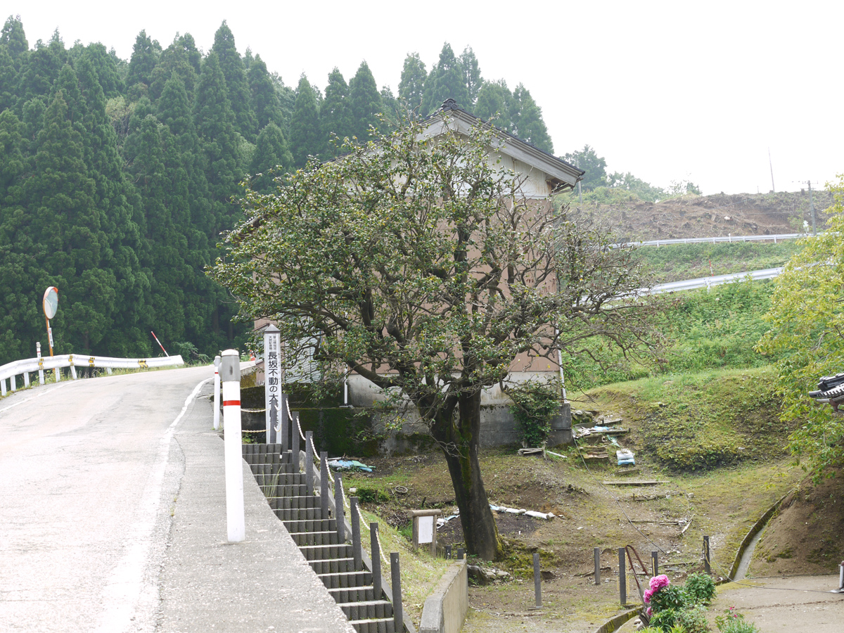 長坂不動の大つばき