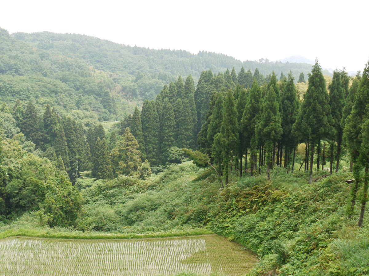 長坂不動の大椿