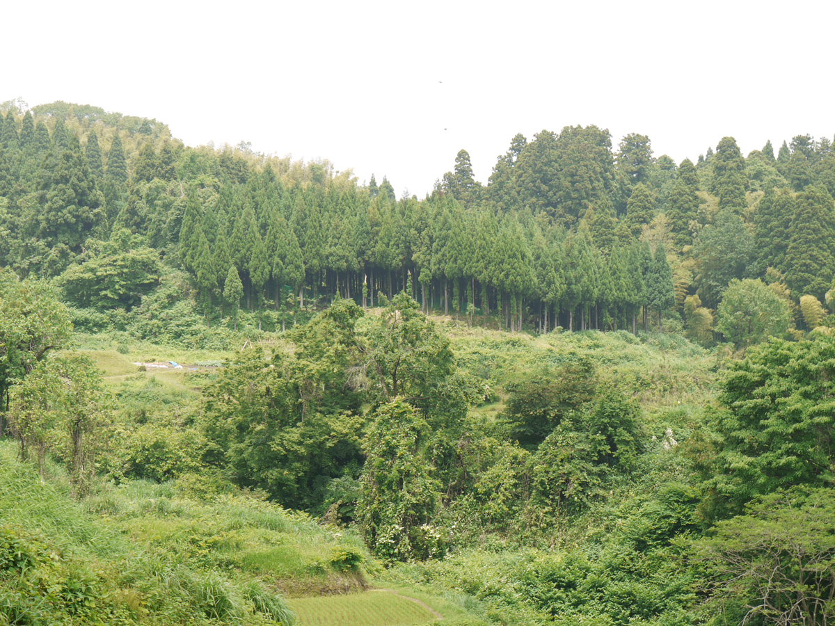 五柱社の杉 