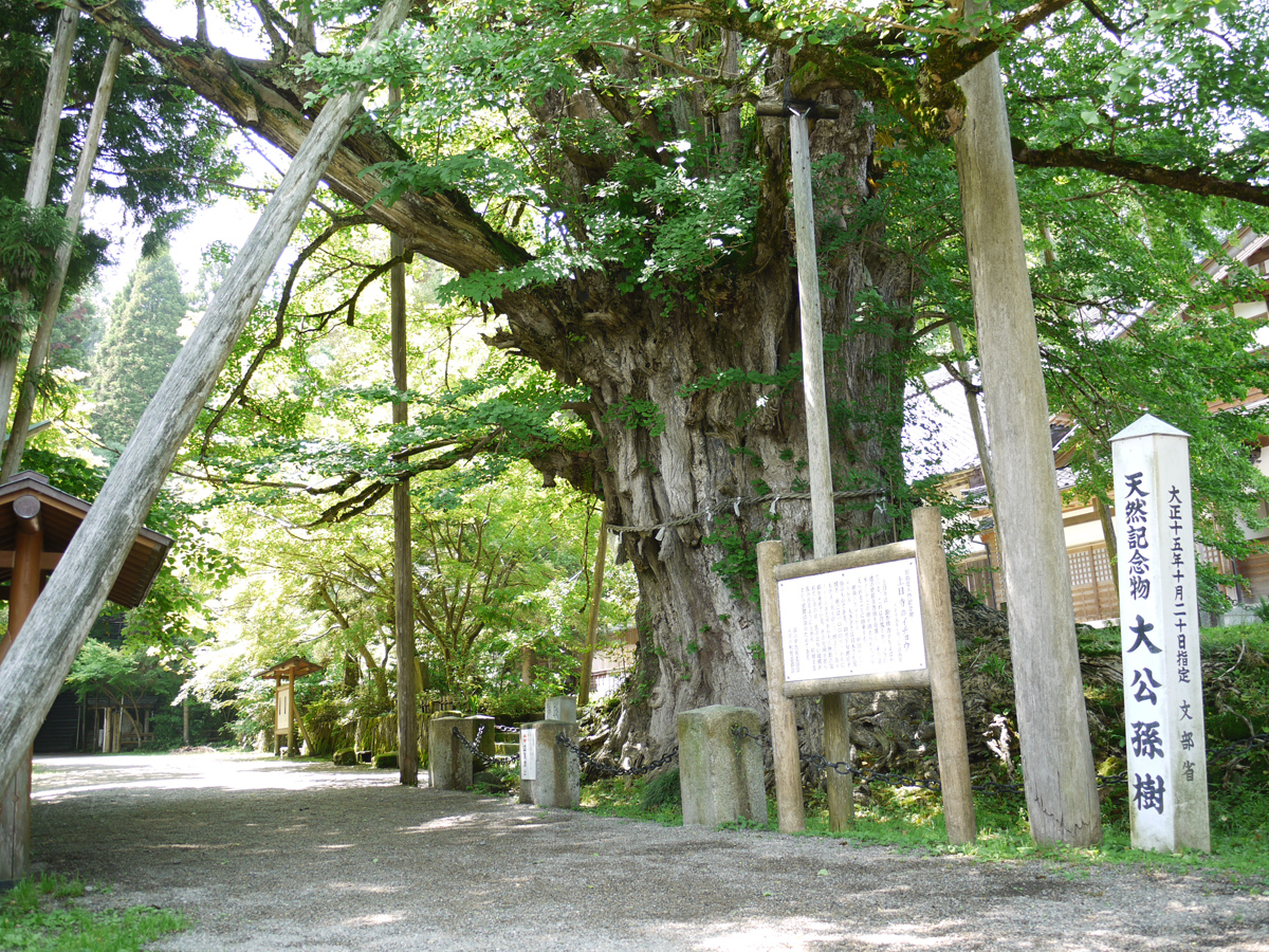 上日寺の公孫樹