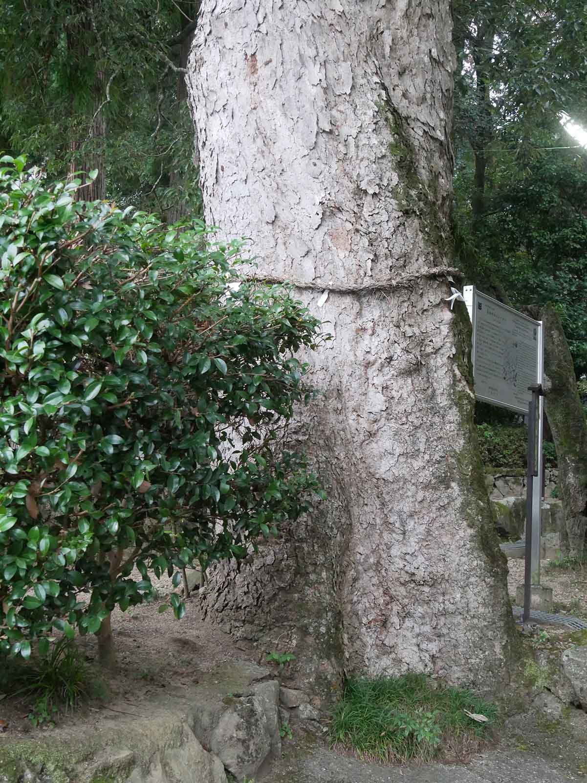 葛城神社のムクロジ