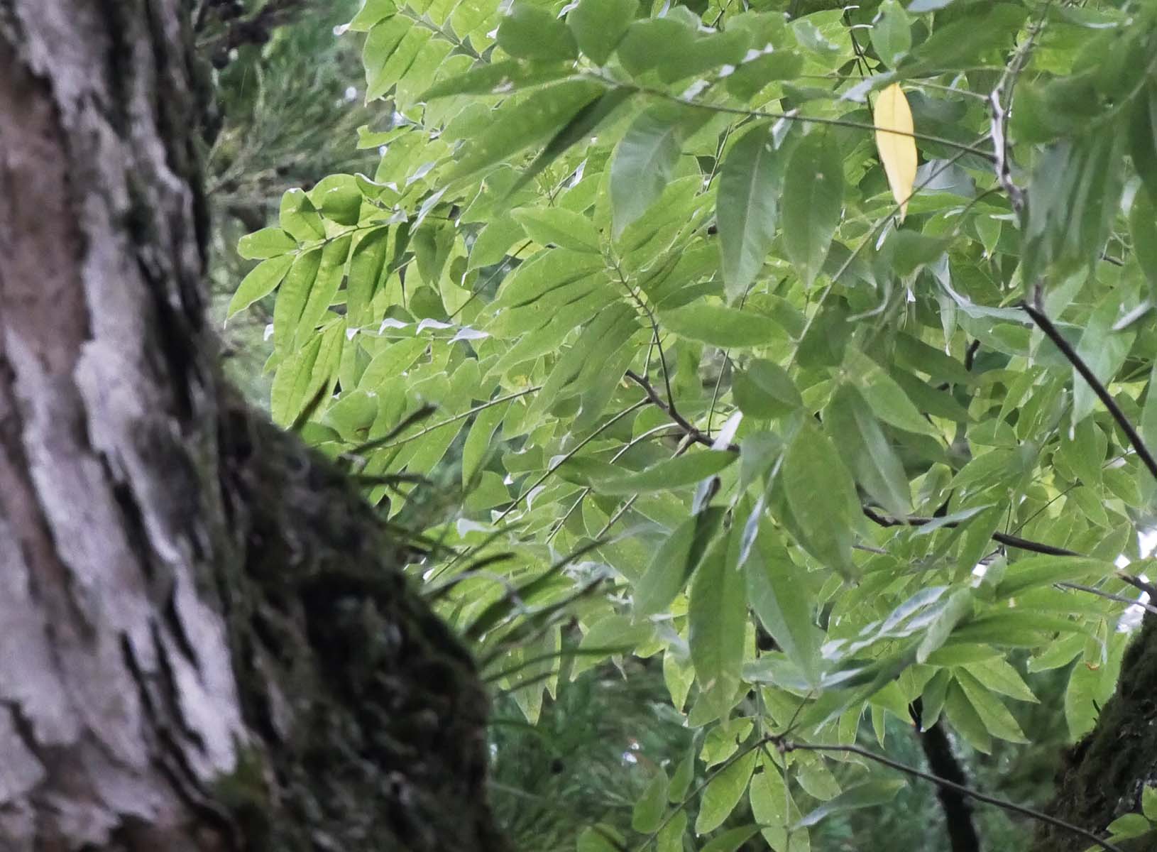 葛城神社のムクロジ