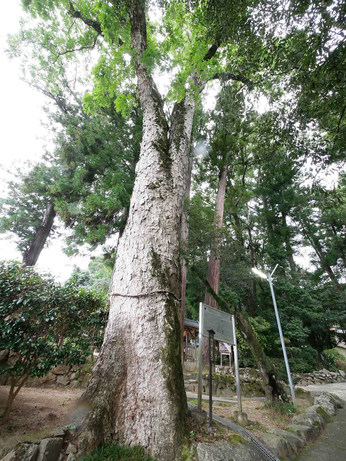 葛城神社のムクロジ