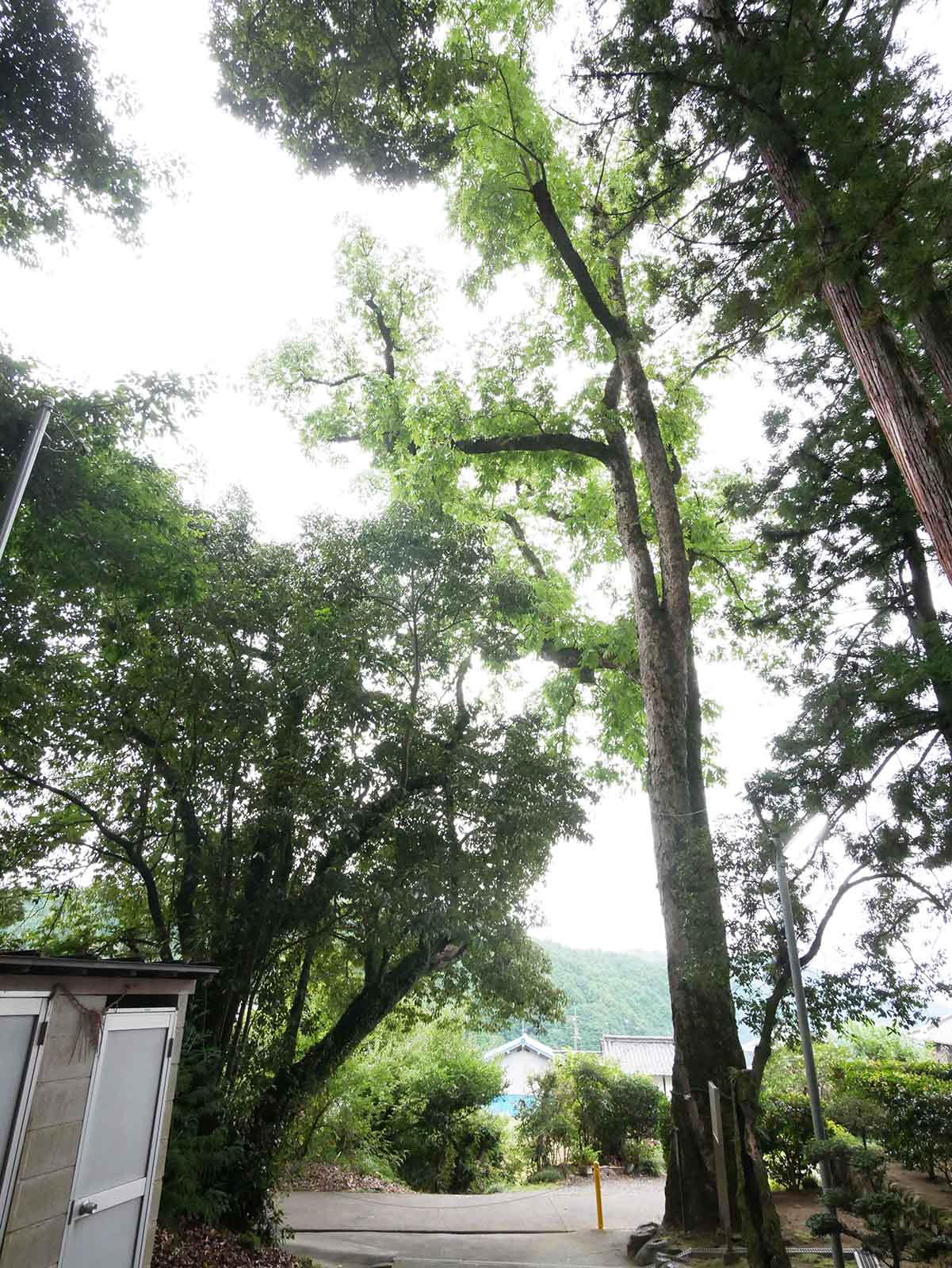 葛城神社のムクロジ