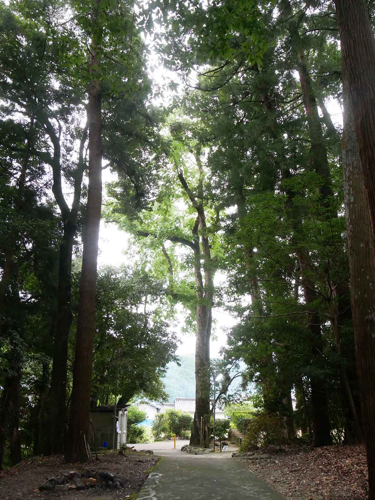 葛城神社のムクロジ