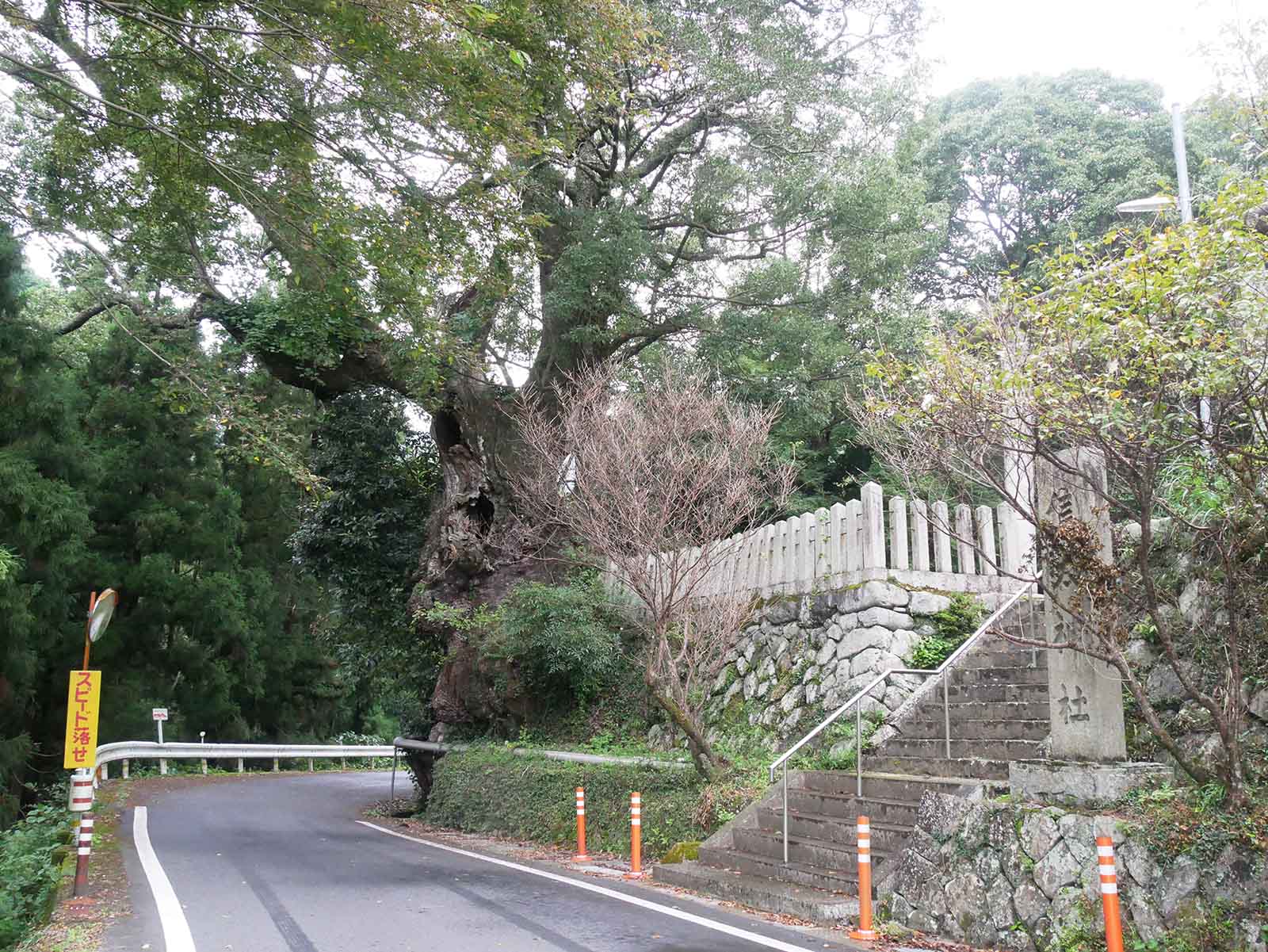 信太神社の樟樹