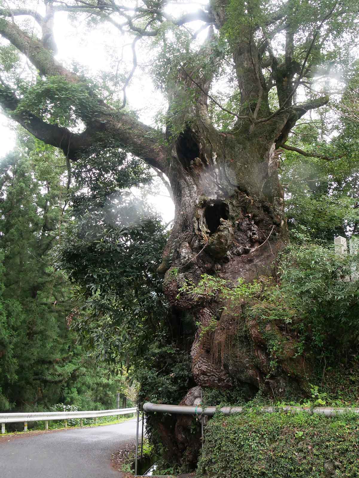 信太神社の樟樹