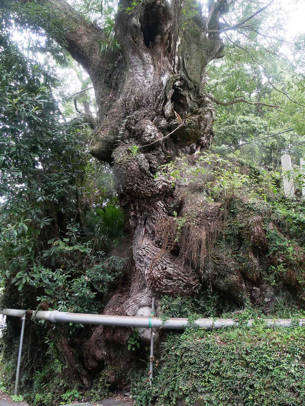 信太神社の樟樹