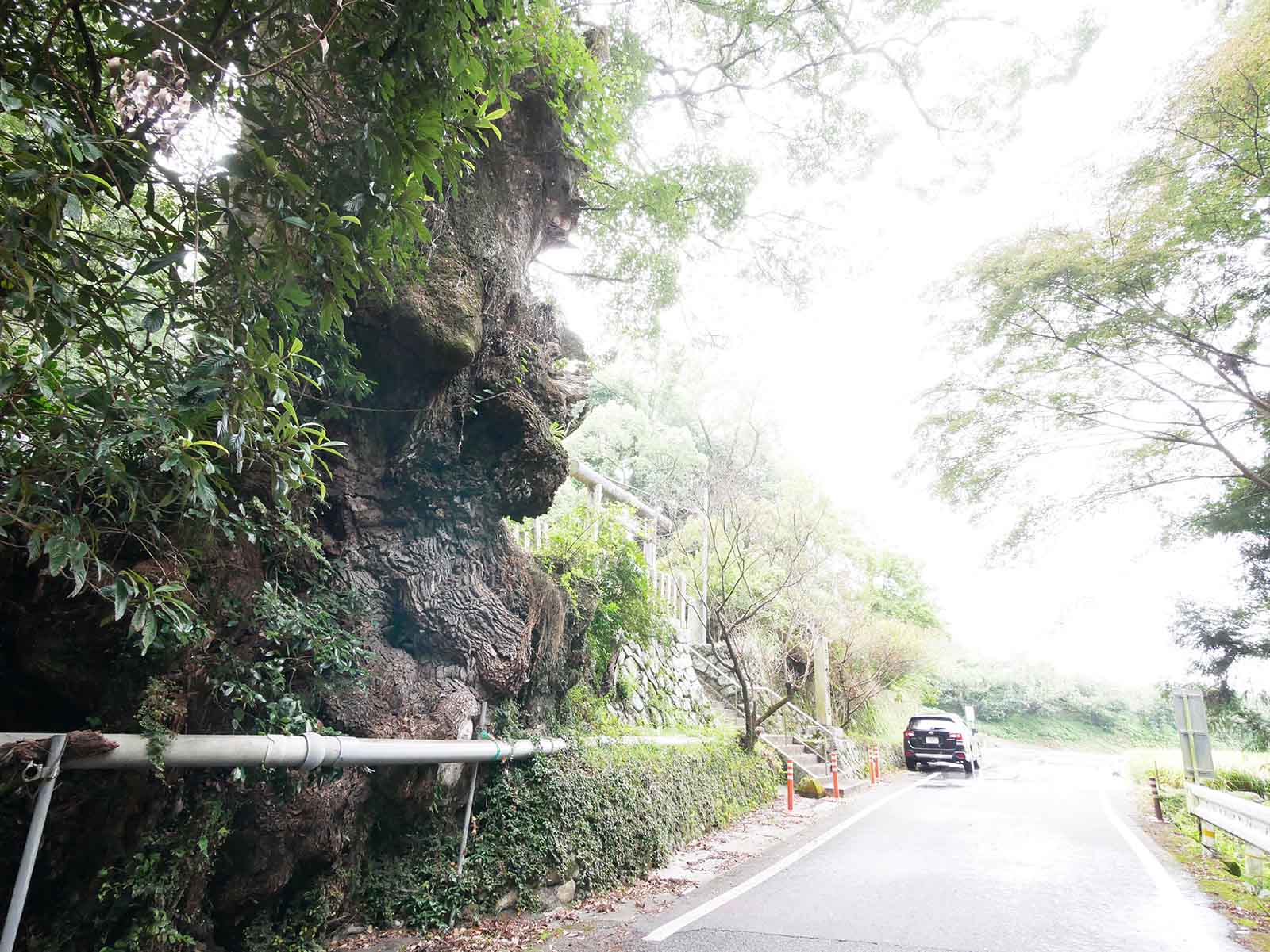 信太神社の樟樹